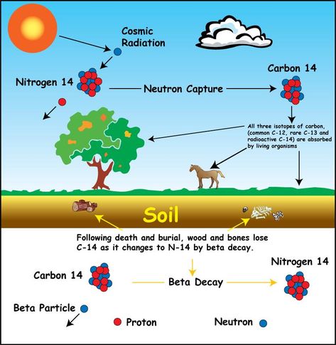 Does Carbon-14 Radiometric Dating Undermine the Bible (or Confirm It)? Carbon Dating, Singles Cruise, Dating Girls, The Perfect Guy, Best Casino, Dating Humor, Dating Sites, Online Dating, The Bible