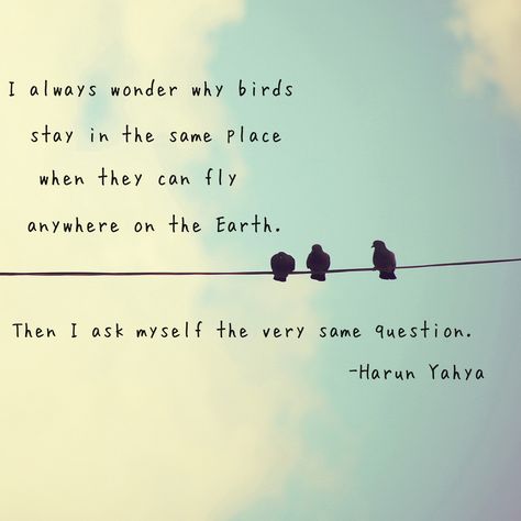 I always ask myself why birds stay in the very same place when they can fly anywhere on Earth. Then i ask my self the very same question -Harun Yahya Birds Quotes, Place Quotes, Bird Quotes, Flying Birds, Birds Flying, Ask Me, Inspirational Quotes, Birds, Wonder