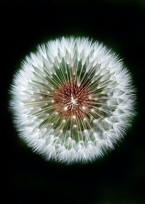 Dandelion Pictures, Crown Pictures, Macro Pictures, White Dandelion, Dandelion Flower, 수채화 그림, Tableau Art, Free For Commercial Use, Close Up Pictures