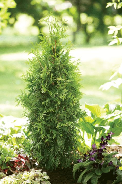 Proven Winners Plants, Thuja Plicata, Fast Growing Evergreens, Privacy Screens, Proven Winners, Landscape Designs, Late Fall, Fall Plants, Plant Food