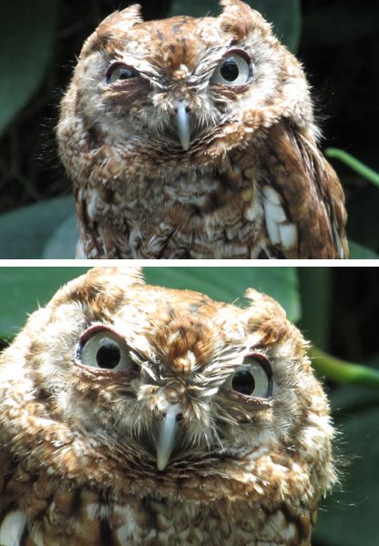 oh my. Creepy Owl, Angry Owl, Angry Animals, Funny Owls, Owl Photos, Owl Pictures, Side Eye, Stuff And Thangs, Cute Owl