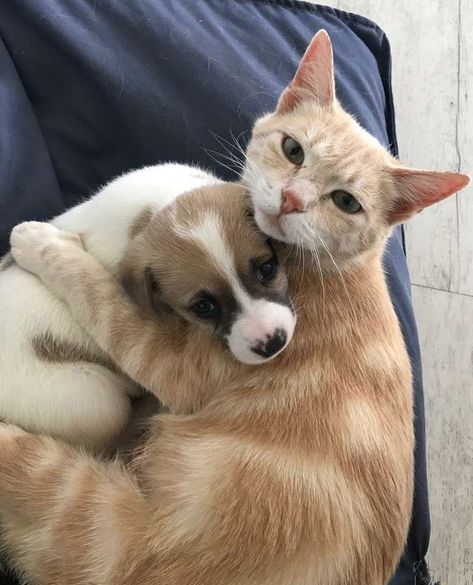 Cat Mom Adopts Orphaned Litter Of Puppies And Raises Them As Her Own Cute Puppies And Kittens, Mother Cat, Image Chat, Puppies And Kitties, Animals Friendship, Kittens And Puppies, Dog And Cat, Adorable Pets, Cute Cats And Dogs