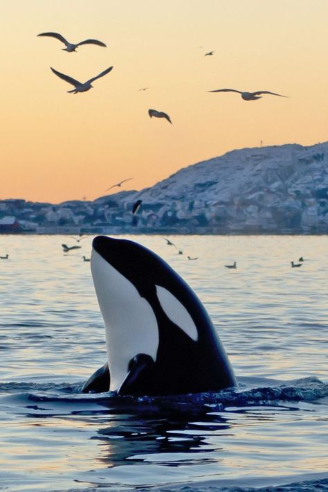 Either way orcas are just so majestic looking. Such a pretty photograph with the birds hanging around. Can't tell if thats snow or bird poop in the background. #orca #orcawhale #killerwhale #nature #naturephotography #ocean #sea #beach #nautical #whale #whalephotography Orca Whale, Killer Whale, In The Ocean, The Ocean, Frame, Water