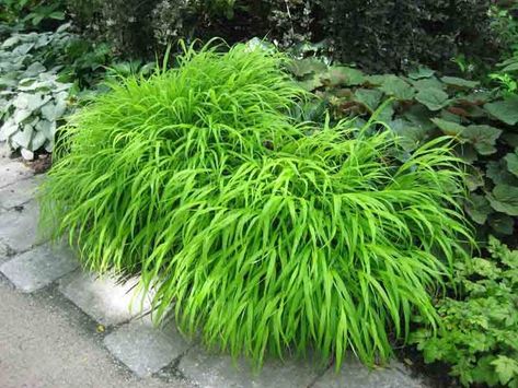 Hakonechloa Macra, Hakone Grass, Japanese Forest Grass, Shade grasses, part shade grass, full shade grass, Japanese grass Hakone Grass, Hakonechloa Macra, Shade Grass, Japanese Forest, Perennial Grasses, Full Sun Perennials, Deer Resistant Plants, Grasses Garden, Garden Shrubs