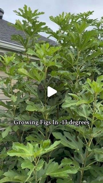 Fig Trees, Tree Box, Fig Leaves, Fig Tree, Garden Trees, Nutrition Tips, Winter Garden, Latest Video, Container Gardening