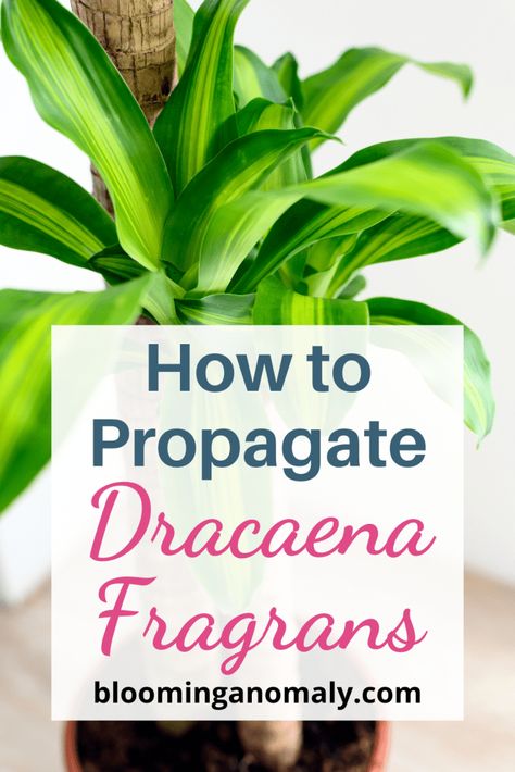 How to Propagate Dracaena Fragrans How To Propagate Dracaena Plant, Janet Craig Dracaena Plant Care, Dracaena Fragrans Plant Care, Dracaena Propagation, Propagating Dracaena, Dracena Plant Care, Mass Cane Plant, Dracaena Care, Dracaena Plant Care