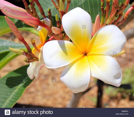 The Best White Five Petal Flower Yellow Center And Description Check more at https://bestflowersite.co/white-five-petal-flower-yellow-center/ Five Petal Flower, 5 Pillars, Yellow Petals, Flower Yellow, Petal Flower, Lily Flower, White Flower, White Flowers, Lily