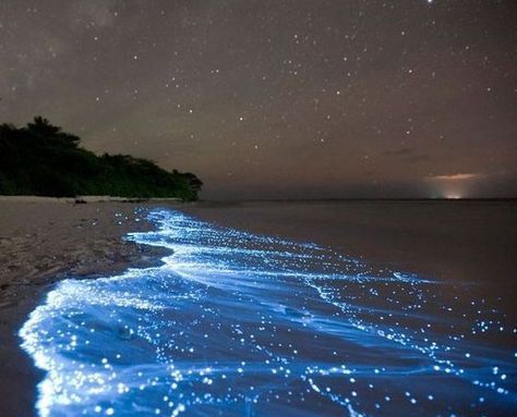 Mosquito Bay (Bioluminescent Bay). Vieques, Puerto Rico. Bioluminescent Bay, Sea Of Stars, Colmar, Incredible Places, Natural Phenomena, Angkor, Antelope Canyon, Landscape Photos, Beach Photos