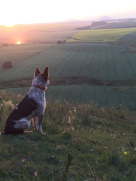 Cheerfulness keeps up a kind of daylight in the mind & fills it with a steady & perpetual serenity. ~ Joseph Addison Google Video, Blue Heelers, Australian Cattle Dogs, Farm Dogs, English Bull Terrier, Cattle Dogs, Down On The Farm, Blue Heeler, Australian Cattle Dog