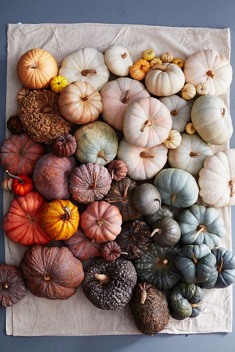 Pumpkins And Gourds, Pumpkin Uses, Pumpkin Picking, Fabulous Fall, Fall Feels, Happy Fall Y'all, Autumn Aesthetic, Happy Fall, Fall Harvest