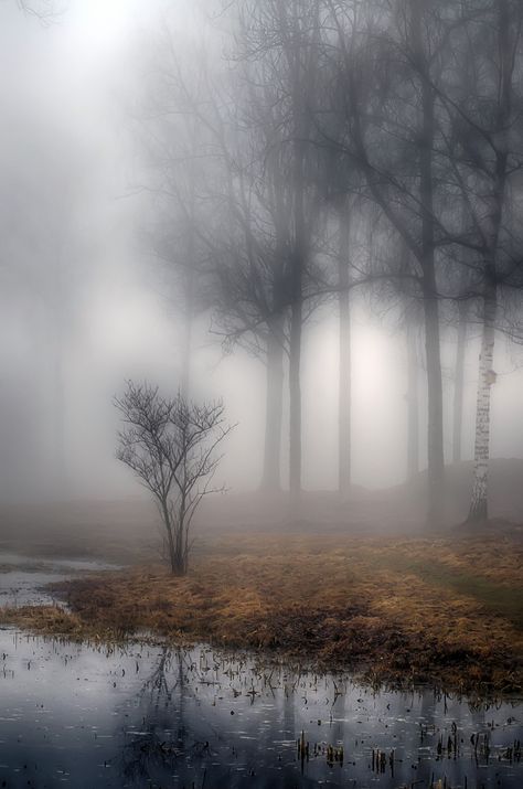 The tranquility of the mist - by Alexander Arntsen (1972), Swedish Foggy Landscape, Beautiful Tree, Amazing Nature, Beautiful World, Beautiful Landscapes, The Great Outdoors, Mother Nature, Beautiful Photo, Beautiful Nature