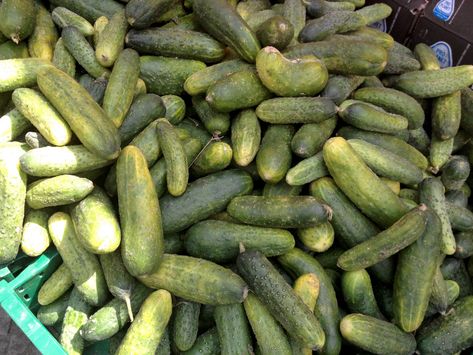 Pickled Gherkins, Gherkin Pickles, Gherkins Pickles, Gherkins Pickles Recipes, Lactofermentation Recipes, Sweet Gherkin Pickle Recipe, Sweet Pickles Recipe, Bread N Butter Pickle Recipe, Fermented Pickles