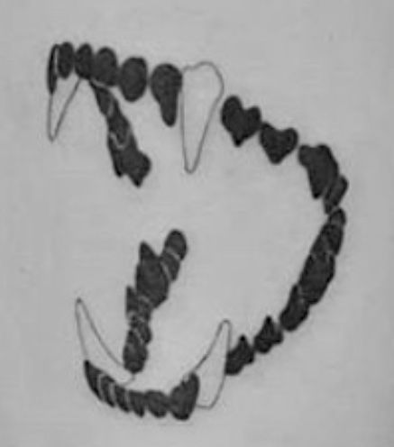 Cat Tooth Tattoo, Cat Teeth Tattoo, Dog Tooth Tattoo, Teeth Tattoo Design, Dog Teeth Tattoo, Teeth Tattoo, Cat Teeth, Tooth Tattoo, Teeth Drawing