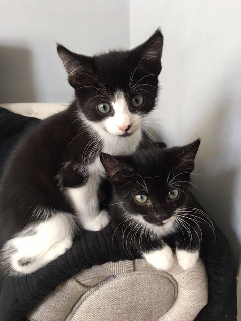 Ahhhh… The Tuxedo kitten brothers... Coquette Lifestyle, Fluffy Kitty, Tuxedo Kitten, Pictures Of Cats, 2 Cats, Cat Call, Cute Animals Images, Tuxedos