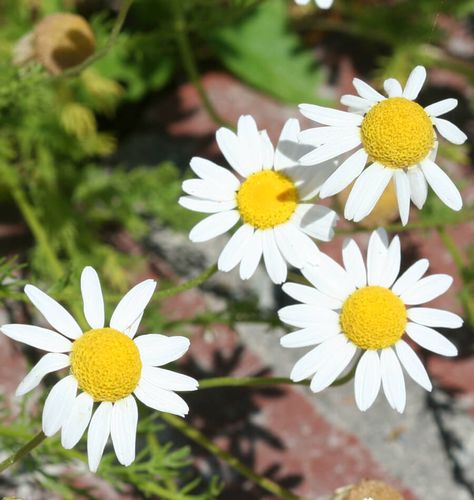 How to Grow Chamomile Planting Chamomile, Companion Planting Layout, Grow Chamomile, Planting Layout, Chamomile Growing, Chamomile Seeds, Companion Planting Chart, Sweet Smelling Flowers, Companion Planting Vegetables