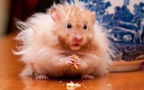 Hairy Hamster Hamster Hd, Long Haired Hamster, Teddy Hamster, Hamster Wallpaper, Hamster Life, Funny Hamsters, A Hamster, Syrian Hamster, Siberian Cat