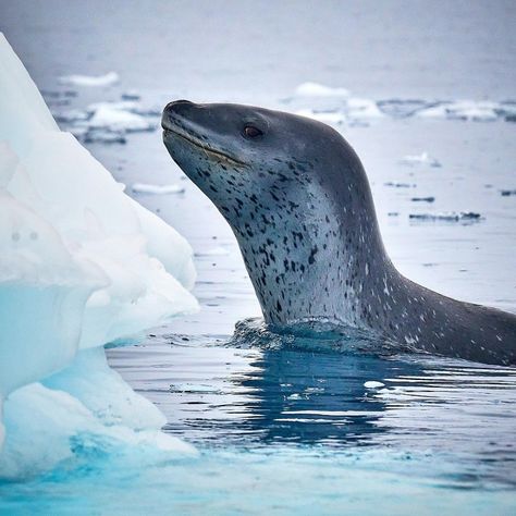 Leopard Seal Photography, Leopard Seal Tattoo, Sea Leopard, Leopard Seal, Not Aesthetic, Manatees, Animal Study, Beautiful Sea Creatures, Apex Predator