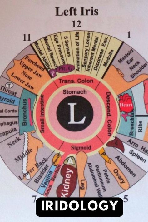 I went once to a free iridology test where the staff just used a normal camera with a pen light to take a picture. I was impressed as he could tell me some of the health ailments I have as well as some to be careful about. For more information, please read the blog article. For pins on health, visit my profile> Saved> Health and Wellness (board) Iridology Chart, Eye Diagram, Wellness Board, Liver Issues, Normal Blood Sugar, Daily Health Tips, Lower Blood Sugar, Spiritual Wellness, Blog Article