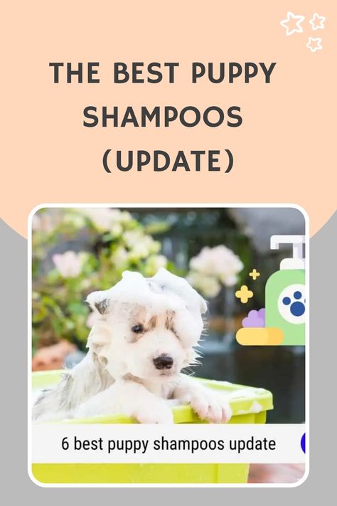 Puppy Advice, Cute Tiny Dogs, Hypoallergenic Puppies, Puppy Shampoo, Oatmeal Dog Shampoo, Best Shampoo, Isle Of Dogs, Dog Smells, Best Puppies