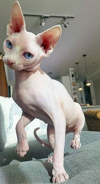 This hairless cat breed is called Donskoy or Don Sphynx. They originated in Russia and require regular grooming despite their lack of coat. Do not over-bathe them though or their skin would become very oily. Cute Hairless Cat, Sphinx Cats, Hairless Cats, Sphinx Cat, Sphynx Cats, Hairless Cat, Sphynx Cat, Sphynx, Kitty Kitty