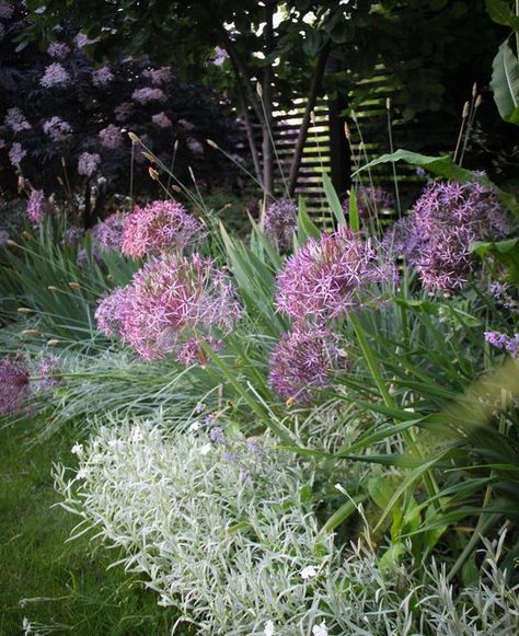 Johanna - landscape designer on Instagram: "My favorite allium is christophii (stäpplök). It looks like fireworks, the balls are huge and the stems short. Do you have an allium favorite?" Allium Christophii, Landscape Designer, Fireworks, Landscape Design, Garden Ideas, My Favorite, Plants, On Instagram, Instagram