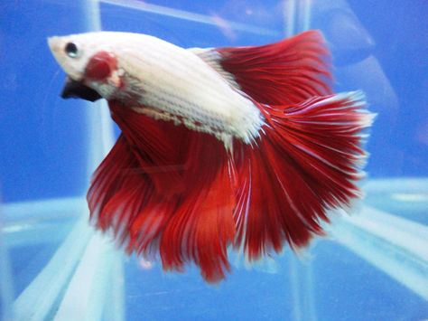 White betta red tail Betta Fish Ideas, Fish Store, Fish Ideas, Halfmoon Betta, White Butterfly, Betta Fish, Fish Tank, A Color, Fish Pet