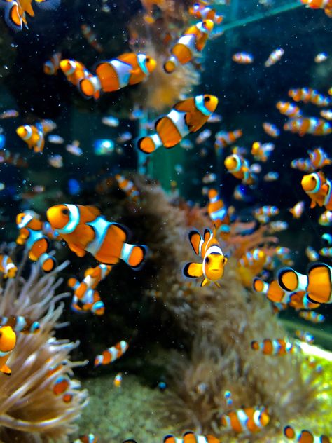 Light Ocean Aesthetic, Nemo Fish, Sea Life Wallpaper, Fish Background, Next Wallpaper, Salt Water Fish, Orange Fish, Marine Ecosystem, Life Aquatic