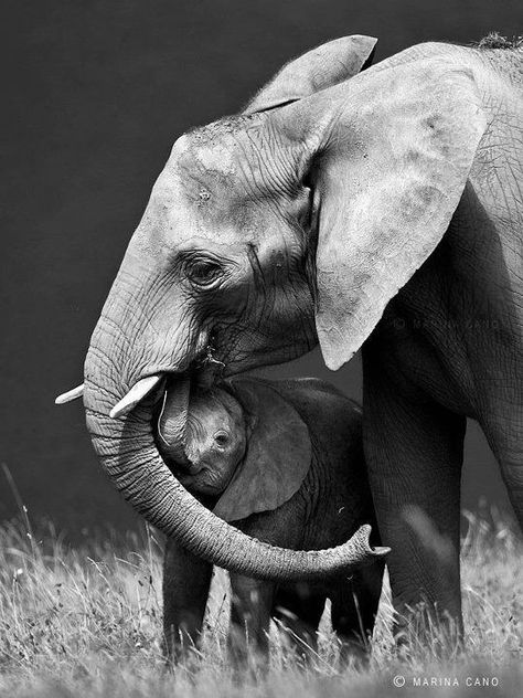 Tier Tattoo, Elephant Photography, Elephants Photos, Elephant Love, Elephant Lover, Majestic Animals, Elephant Art, African Elephant, African Animals