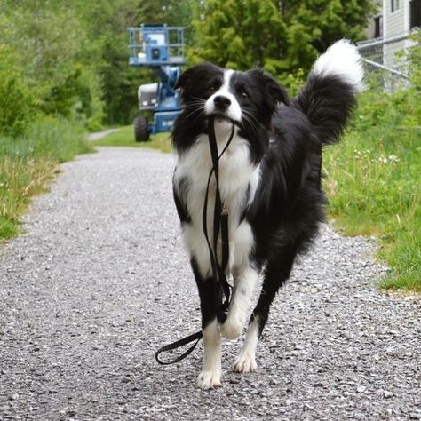 Border Collie Pictures, Border Collie Puppy, Regnul Animal, Border Collie Puppies, Collie Puppies, Australian Shepherds, Border Collie Dog, West Highland Terrier, Border Collies