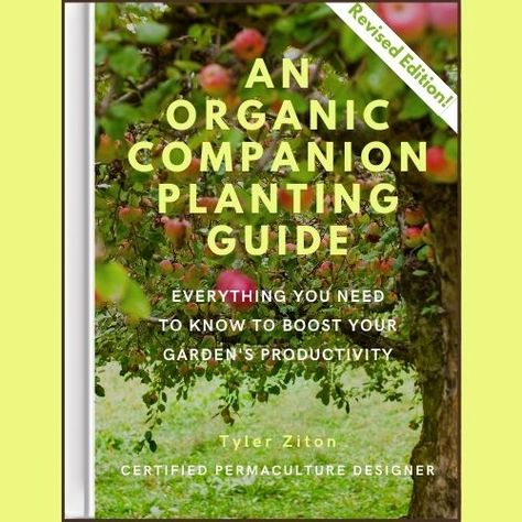 Best Companion Plants, Companion Planting Guide, Companion Gardening, Meyer Lemon Tree, Apricot Tree, Planting Guide, Companion Plants, Avocado Tree, Gardening Trends