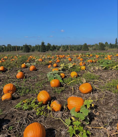 Pumpkin patch 🎃 #fall #aesthetic #diy #halloween #falldecor #holidaybaking #pumpkin #vsco #autumn #activities Pumpkin Patch Aesthetic, Alice Angel, Halloween Monster, Christmas Time Is Here, Summer Break, Season Of The Witch, Autumn Cozy, Holiday Baking, Pumpkin Patch