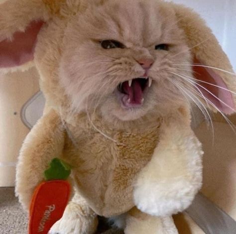 Angry Cute, Angry Rabbit, Cute Animals Puppies, Angry Cat, Animal Sweatshirt, Cute Cat Wallpaper, Silly Animals, Funny Cat Pictures