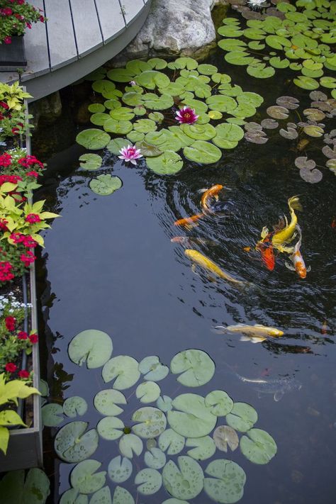 Beautiful koi swimming in backyard pond with deck Aquascape Pond, Backyard Ecosystem, Pond Maintenance, Backyard Pond, Backyard Design Ideas, Koi Ponds, Small Water Features, Water Lily Pond, Cheap Backyard