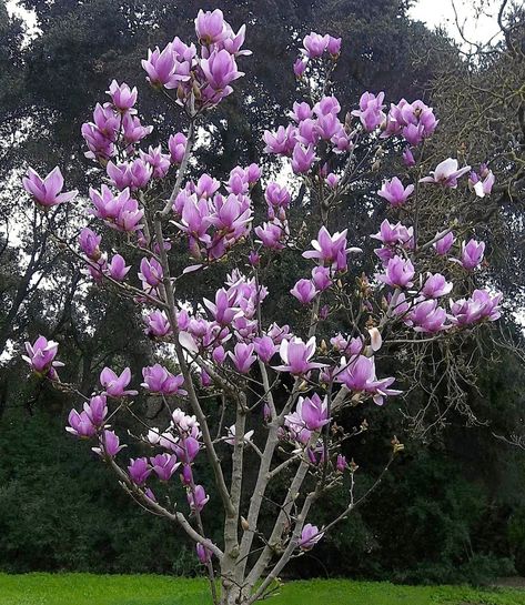 The showy Magnolia soulangiana tree, commonly called the saucer magnolia tree, is one of the approximately 200 species of magnolia in the Magnoliaceae family.Magnolias — named after French b… Magnolia Tree Landscaping, Saucer Magnolia Tree, Tulip Seeds, Saucer Magnolia, Magnolia Soulangeana, Fragrant Garden, Magnolia Tree, Garden Plant Pots, Landscape Plants