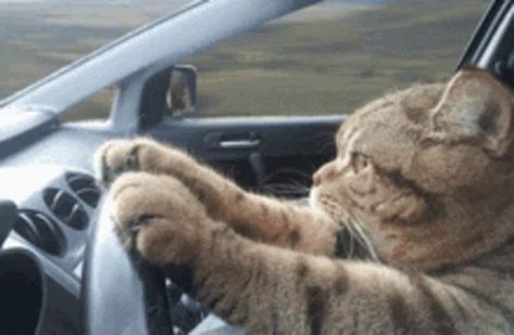 Kitty Cat GIF - Kitty Cat Driving - Discover & Share GIFs Cute Ringtones, Cat Dog Funny, Cute Cat Quotes, Cute Cat Stickers, Snapchat Stickers, On The Road Again, Silly Cats, Cat Stickers, Green Screen