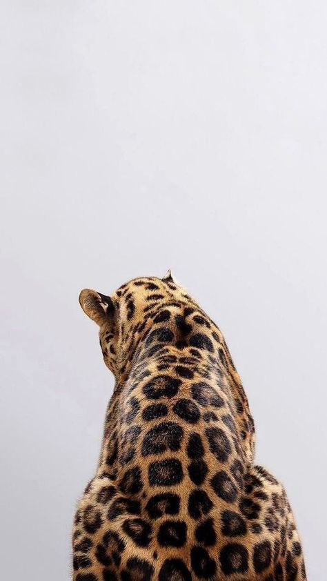 Leopard Print Wallpaper, Cheetah Print Wallpaper, Shotting Photo, Iphone Wallpaper Photos, Summer Wallpaper, Print Wallpaper, Leopards, Animal Wallpaper, 귀여운 동물