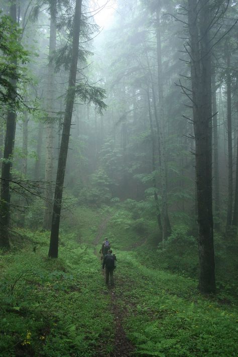 Tracking bears, early morning in the east Carpathian forests of Transylvania. Misty Moors, Hiking Recipes, Carpathian Forest, Forest Journal, Forest Therapy, Snow Wolf, Bahasa Jepun, Paradise City, Mystical Forest