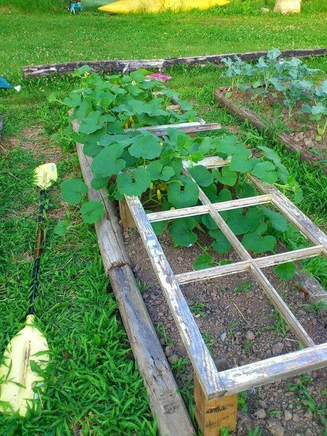 19 Upcycled Growing Support Ideas Bedroom Garden Ideas, Old Garden Gates, Climbing Roses Trellis, Rustic Trellis, Vining Plants, Bush Garden, Rusty Garden, Planter Trellis, Diy Garden Trellis