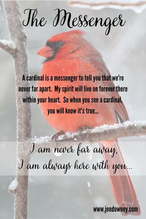 Red Cardinal Meaning, Cardinal Birds Meaning, Cardinal Meaning, Cardinal Quotes, Signs From Heaven, Sympathy Quotes, Blood Of Christ, Hope In God, Meant To Be Quotes