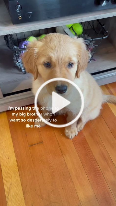 frankie.the.golden (@frankie.the.golden) has created a short video on TikTok with music Send Me on My Way. | happy national siblings day #siblinggoals #petsontiktok #passthephonechallenge #nationalsiblingsday #puppy #catsoftiktok #catdog #catlover | I’m passing the phone to my big brother who I want so desperately to like me | I’m passing the phone to the new thing that won’t leave me alone | I’m passing the phone to my oldest brother who I’m a little scared of but I still love him | ... Happy National Siblings Day, National Siblings Day, Siblings Day, National Sibling Day, Prime Day Deals, I Still Love Him, Big Brother, Short Video, The Golden