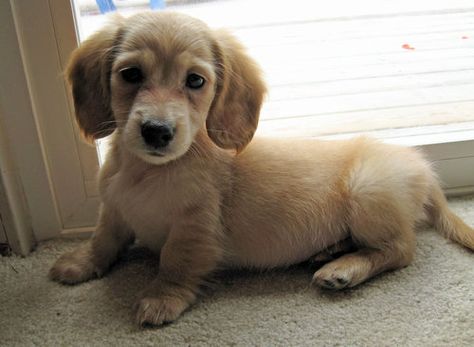 Omg presh Golden Weiner Dog, Golden Retriever Dachshund, Golden Retriever Mix, Sausage Dogs, Dachshund Mix, Popular Dog Breeds, Most Popular Dog Breeds, Weenie Dogs, Chihuahua Puppies