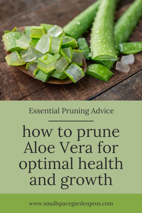 Unlock the secret to maintaining thriving Aloe Vera plants through proper pruning techniques! Dive into our comprehensive guide, where we share essential tips and expert insights on how to prune Aloe Vera for optimal health and growth. Learn the art of trimming to encourage flourishing foliage and robust plants. Elevate your plant care routine and ensure your Aloe Vera thrives with our essential pruning advice! #AloeVera #PlantCare #PruningTips #HealthyPlants #GardeningTips What To Use Aloe Vera Plant For, Caring For Aloe Vera Plant, Pruning Aloe Vera Plant, How To Trim Aloe Vera Plant, What To Do With Aloe Leaves, Aloe Plant Care Indoor, Veggie Gardens, Aloe Vera Benefits, Healthy Nutrition Plan