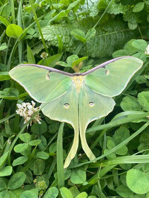 Luna Moth Aesthetic, Moth Pfp, Goth Animals, Moth Moodboard, Green Moth Aesthetic, Spanish Luna Moth, Lavender Matcha, Green Moth, 2024 Bujo