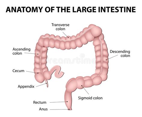 Body Anatomy Organs, Intestines Anatomy, Human Anatomy Picture, Human Body Diagram, Sigmoid Colon, Body Diagram, Human Pictures, Human Body Anatomy, Human Anatomy And Physiology