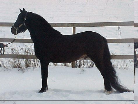 Morgan Horses, Morgan Horse, Horse Breeds, Horses, Pure Products, Animals