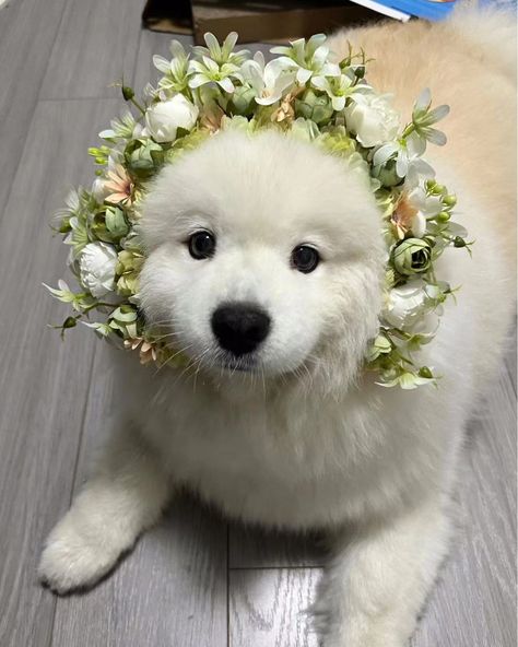 White Dog Samoyed #heapet #dog #whitedog #samoyed Samoyed Dogs Aesthetic, Samoyed Aesthetic, Dog Breeds Chart, White Fluffy Dog, Dog Breeds List, Spitz Dogs, Samoyed Dog, Dog Breeds Medium, Samoyed Dogs