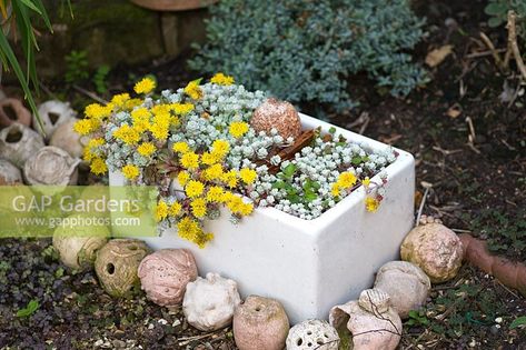 Sedum 'Cape Blanco' growing in a ceramic belfast sink Belfast Sink Pond, Belfast Sink Garden Planter, Belfast Sink Garden, Mini Pond, Belfast Sink, Sink Ideas, Butler Sink, Plant Photography, Plant List