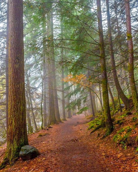 🇬🇧 Hermitage Woodland Walk (Perthshire, Scotland) by Rosie (@rosie_baillie) on Instagram cr.🏴󠁧󠁢󠁳󠁣󠁴󠁿 Autumn In Scotland, Scotland Forest, Scotland Autumn, Scotland Wallpaper, Perthshire Scotland, Scotland Landscape, Woodland Walk, Dream Trips, Leaf Peeping