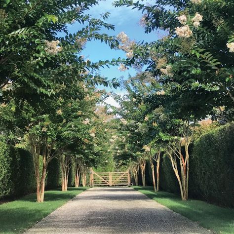 Lined Driveway, Driveway Entrance Landscaping, Tree Lined Driveway, Driveway Entrance, Front Fence, Driveway Landscaping, Charleston Homes, Architectural Design House Plans, Garden Design Plans