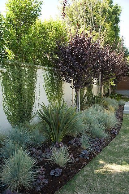 Landscaping Along Fence, Drought Tolerant Landscape, Easy Landscaping, Garden Shrubs, Landscape Designs, Fence Landscaping, Have Inspiration, Landscaping Tips, Light Design